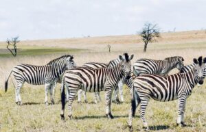 Parc animalier Afrique du Sud
